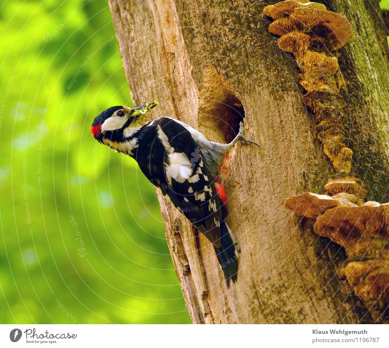 Great spotted woodpecker male with food at the nest hole. Wood decomposing fungi growing on the trunk Environment Nature Animal Sunlight Spring Summer