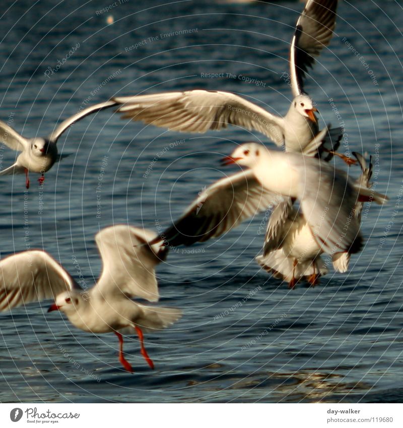 jealousy about food Bird Seagull Animal Lake Surface Waves Feed Envy Duel Judder Red Yellow White Action Reflection Water Anger Aggravation Feather Shadow Fight