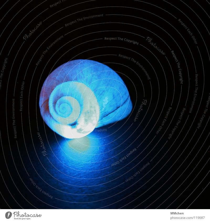 Don't drink & drive Snail shell Warning light Dark Lighting Fossil Spiral Rotated Beautiful Unnatural X-rays Lime Protective cover Navel Bobbin Stitching Animal