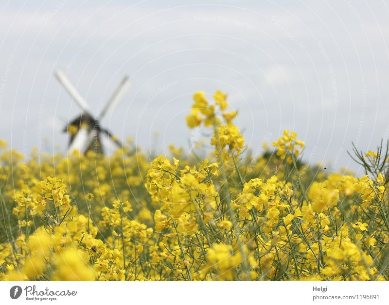 rural Environment Nature Landscape Plant Clouds Spring Tree Agricultural crop Canola Oilseed rape flower Field Village Manmade structures Architecture Mill