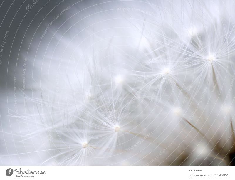 as light as a feather Beautiful Wellness Life Harmonious Senses Relaxation Calm Environment Nature Plant Air Spring Summer Flower Dandelion Seed Flying Esthetic