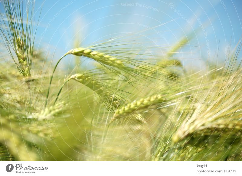 #33 Stormy barley field Wheat Rye Barley Flower Green Grass Leisure and hobbies Beige Brown Near Summer Meadow Field Blade of grass Ear of corn White Flour