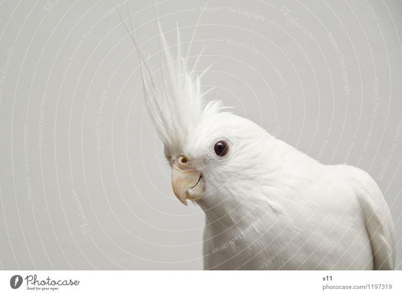 Bobby ll Animal Pet Bird Wing Nymphensittilch cockatiel Feather Beak 1 Observe Think Listening Looking Sit Exceptional Cool (slang) Elegant Exotic Beautiful