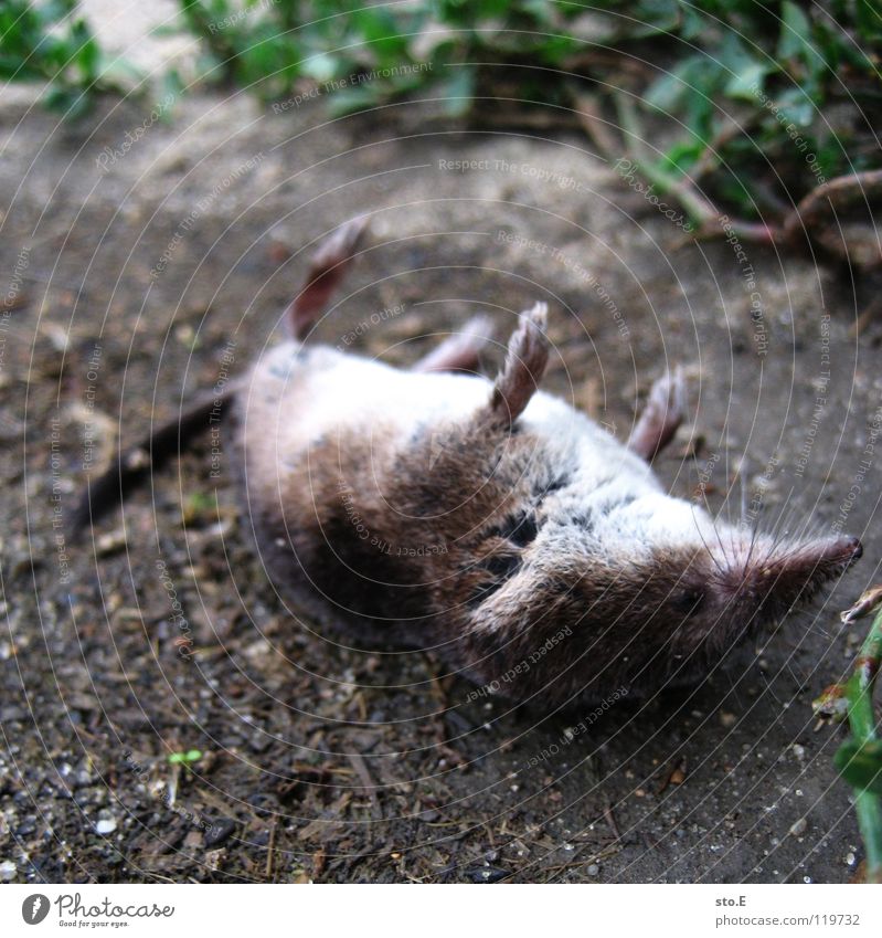 From the mouse Animal Mole Rodent Rat Death Paw Outstretched Tails Pests Plagues At the back Meadow Bushes Tree East Grief Pet Distress Transience Mammal Mouse