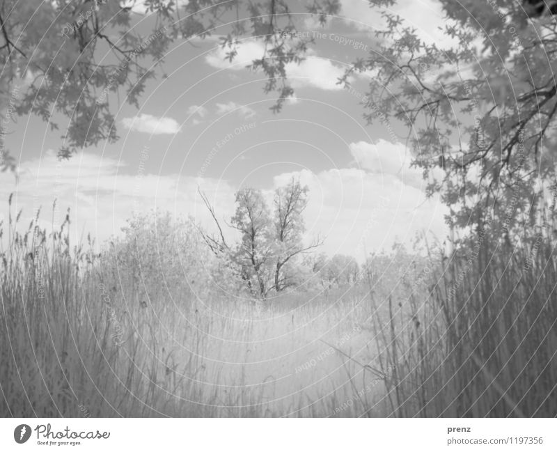 transparency Environment Nature Landscape Plant Clouds Spring Summer Tree Grass Bushes Field Gray Dream Infrared Gorgeous Black & white photo Exterior shot