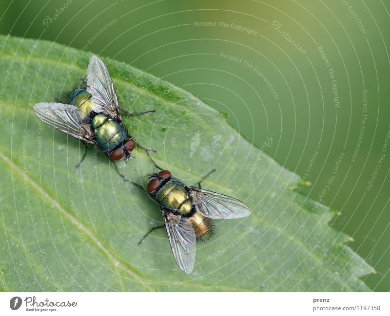 Fly swatter and gossip Environment Nature Animal Spring Summer Beautiful weather Wild animal 2 Green Insect Sit Communicate Colour photo Exterior shot Close-up