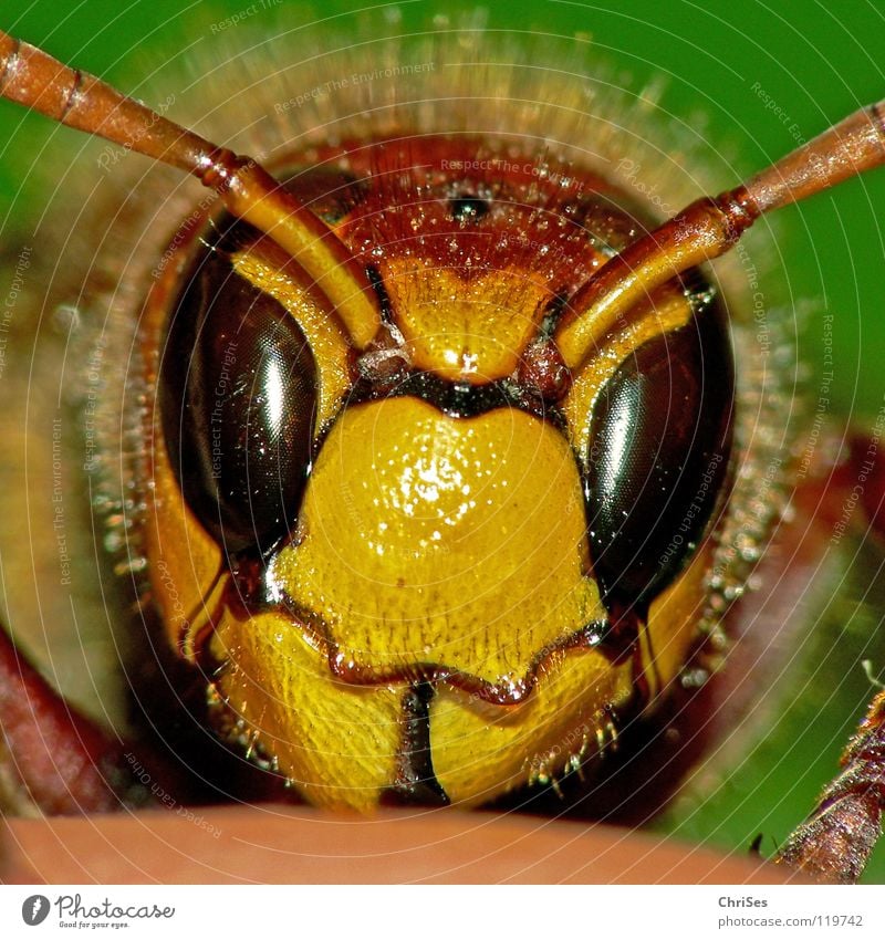 Hedgehog cut : Hornet ( Vespa crabro ) Hymenoptera Black Yellow Captured Hand Fingers Frontal Insect Animal Feeler Appearance Pierce Summer Spring Autumn Attack