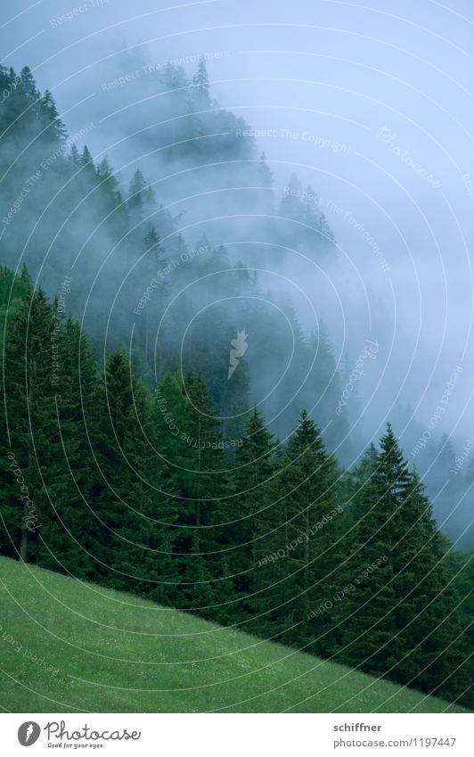 fog wall Environment Nature Landscape Plant Bad weather Fog Tree Grass Meadow Forest Alps Mountain Dark Green Federal State of Tyrol Exterior shot Deserted Dawn
