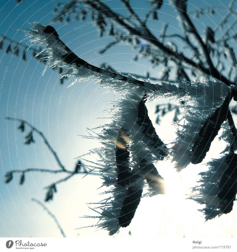 Hoarfrost with long tips on hazel twigs in backlight Ice Cold Freeze Frozen Hoar frost Ice crystal Glittering Long Tree Hazelnut Plant Thin Towering Sun
