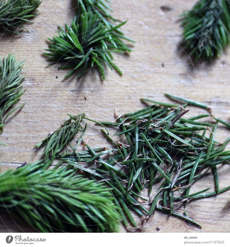 spruce needle scent Beautiful Wellness Harmonious Calm Fragrance Cure Spring Summer Winter Plant Tree Fir needle Spruce Fir tree Fir branch Forest Wood Lie