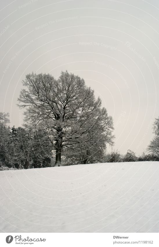 winter Environment Nature Landscape Sky Winter Climate Beautiful weather Ice Frost Snow Tree Meadow Field Forest Cold White Peaceful Attentive Calm Idyll