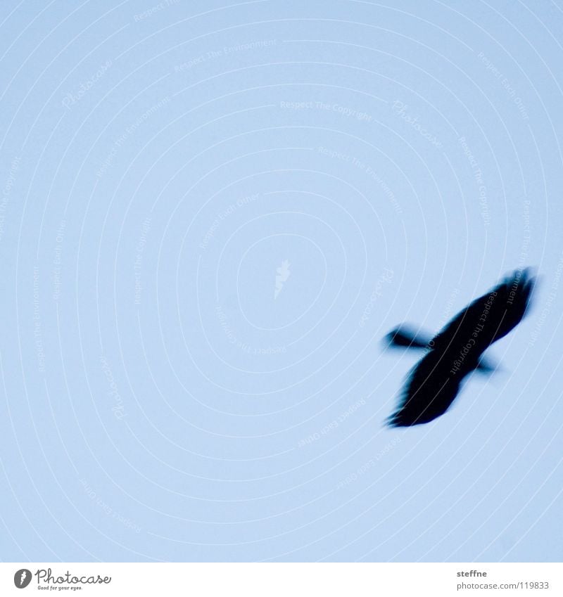 I'll be off ... Bird Air Hover Flying Floating Flight of the birds Silhouette Bright background Isolated Image Copy Space top Copy Space middle Copy Space left