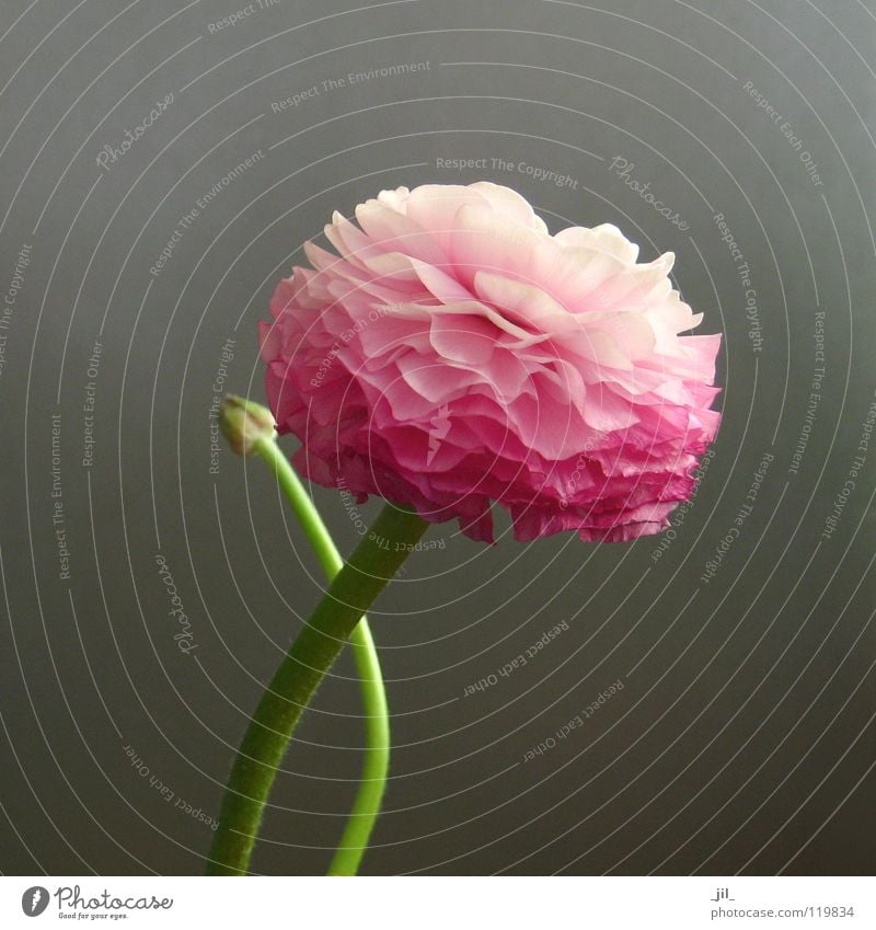 ranunculus 2 Flower Blossom Pure Superimposed Life Force Pink Green Gray Beautiful Globeflower Shift work Level Structures and shapes Movement Smooth