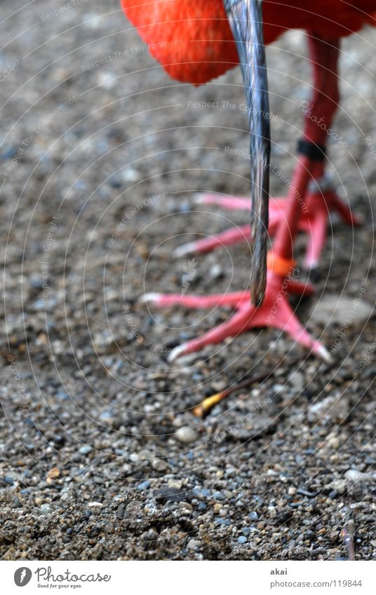 red Sichler Glossy Ibis Animal Feed Nutrition Bird Reflection Red Beak Watchfulness Testing & Control Hunter Warped Fear Beautiful Dangerous Eudocimus ruber