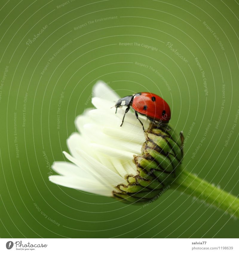 slanting position Joy Happy Senses Garden Mother's Day Birthday Nature Plant Animal Spring Summer Blossom Wild animal Beetle Ladybird Insect 1 Touch Blossoming
