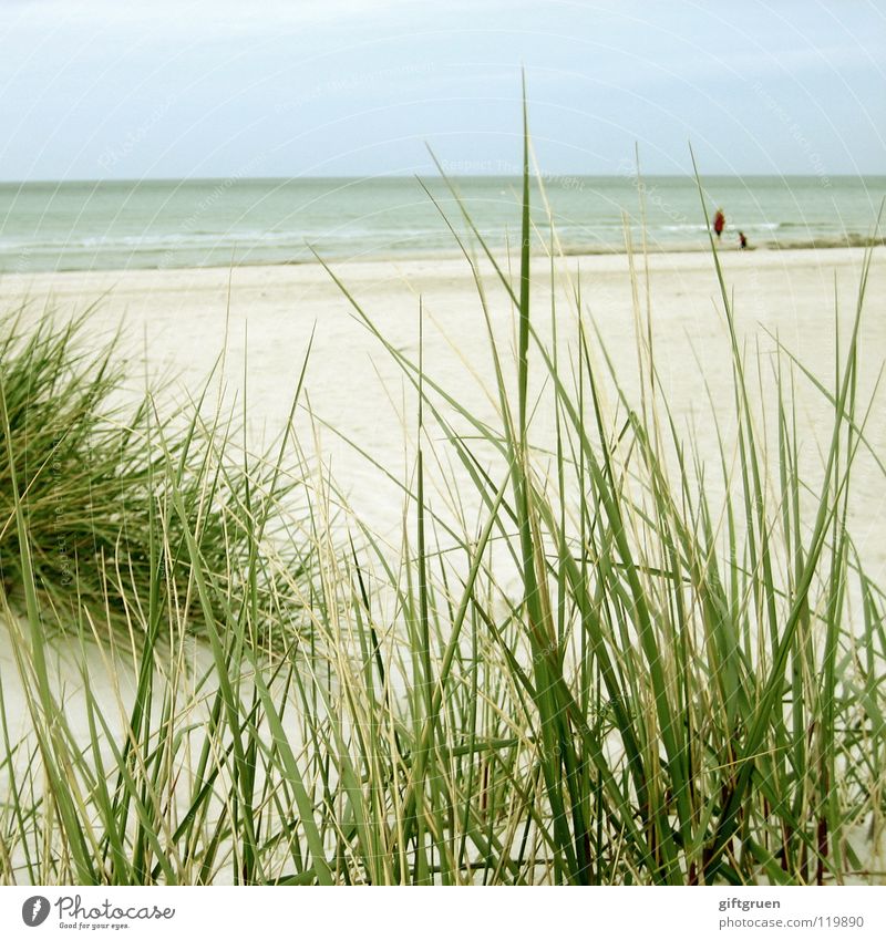 prerow, Baltic Sea Prerow Darss Beach Ocean Walk on the beach Dreary Gray Clouds Bad weather Vacation & Travel Calm Coast Peace Joy Sand Water To go for a walk