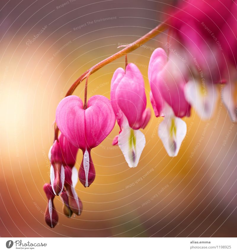 blazing heart Flower Bleeding heart Heart Tears Lamprocapnos spectabilis Pink Red Blossom Heart-shaped Plant Garden burning heart Drops of water