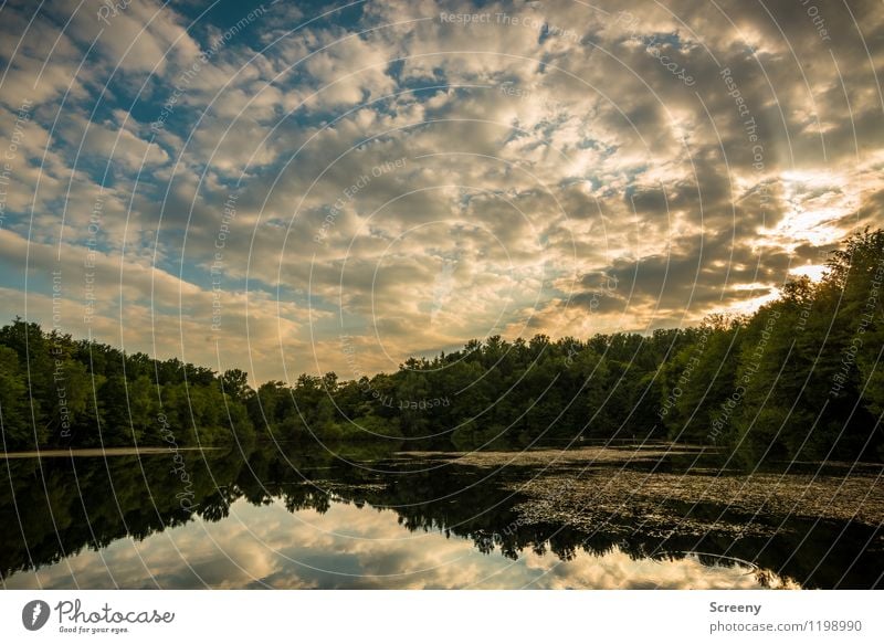 Golden hour at the lake Nature Landscape Plant Air Water Sky Clouds Sun Sunrise Sunset Sunlight Spring Summer Beautiful weather Tree Bushes Water lily pond Pond