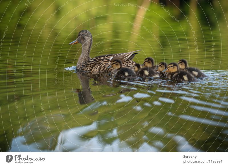 family trip Nature Landscape Plant Animal Water Spring Summer Pond Lake Wild animal Wing Duck Duckling Group of animals Baby animal Animal family