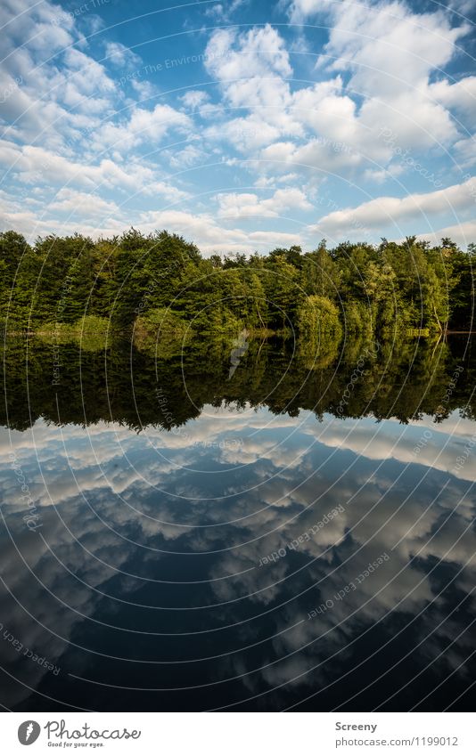 mirrored Nature Landscape Plant Air Water Sky Clouds Spring Summer Beautiful weather Tree Bushes Pond Lake Blue Green White Serene Patient Calm Contentment