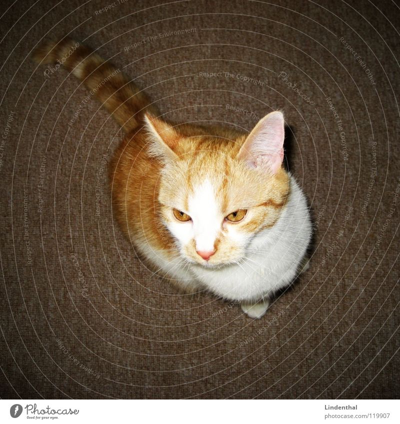 cat Cat Pelt Tails Mammal sharp eye Looking looks high Gold Ear Center point Eyes