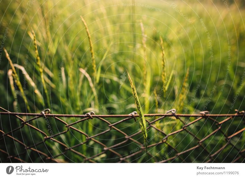 Grass blade grows through the meshes in the wire mesh fence Environment Nature Plant Summer Beautiful weather Bushes Meadow Field Garden Wire netting fence