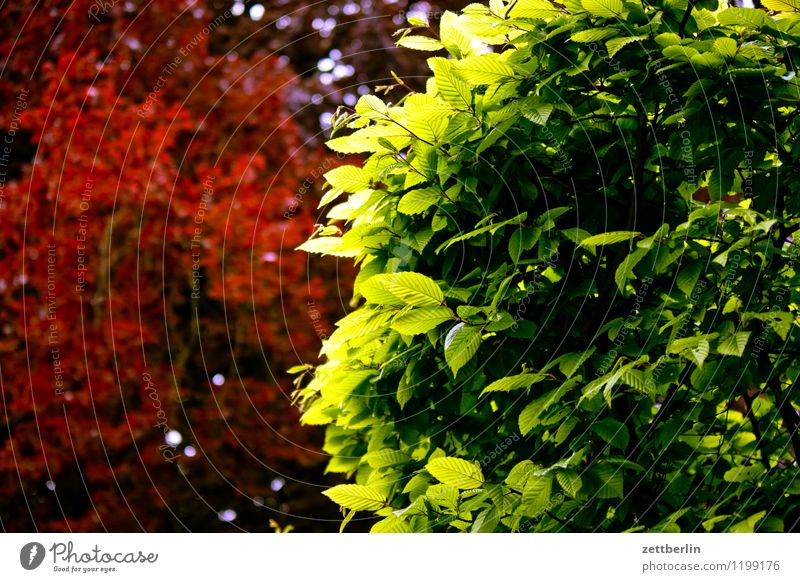 spa gardens Baabe Landscape Mecklenburg-Western Pomerania good for the monk Baltic Sea Vacation & Travel Travel photography Rügen Tourism Park Spa gardens Leaf