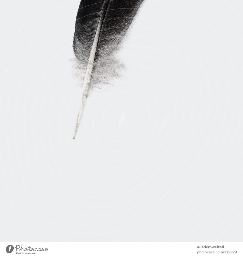 Partial lightness of being Feather Minimal Easy Ease Emotions Black Gray White Analog Detail Bright Scan
