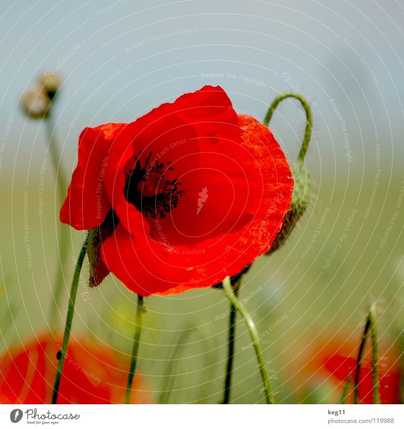 Stormy poppy seed Poppy Flower Green Grass Leisure and hobbies Red Near Black Multicoloured Summer Meadow May June Macro (Extreme close-up) Close-up Plant