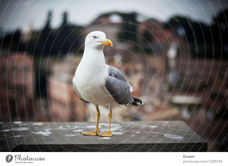 seagull Animal Wild animal Bird Seagull 1 Blue Yellow Gray White Colour photo Multicoloured Day Light Deep depth of field Central perspective Wide angle
