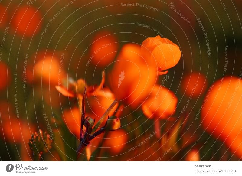 orange Nature Plant Spring Summer Flower Grass Leaf Blossom Wild plant Marsh marigold Garden Park Meadow Field Blossoming Fragrance Faded Growth Beautiful Small