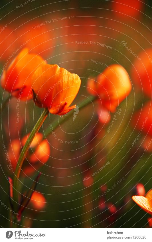 orange Nature Plant Spring Summer Autumn Beautiful weather Flower Grass Leaf Blossom Wild plant Marsh marigold Blossoming Fragrance Faded Growth Kitsch Yellow