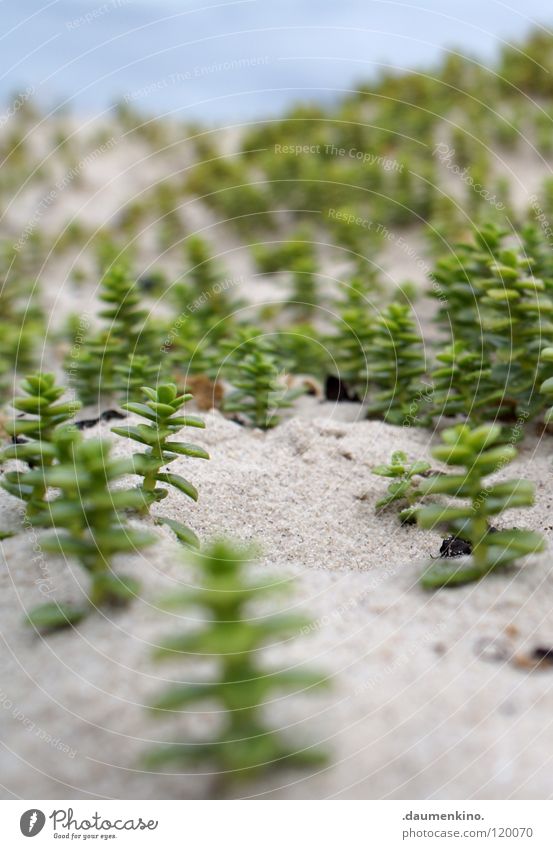 world views Beach Plant Forest Ocean Tree Depth of field Modern Macro (Extreme close-up) Close-up Sand Stone Earth Water Branch