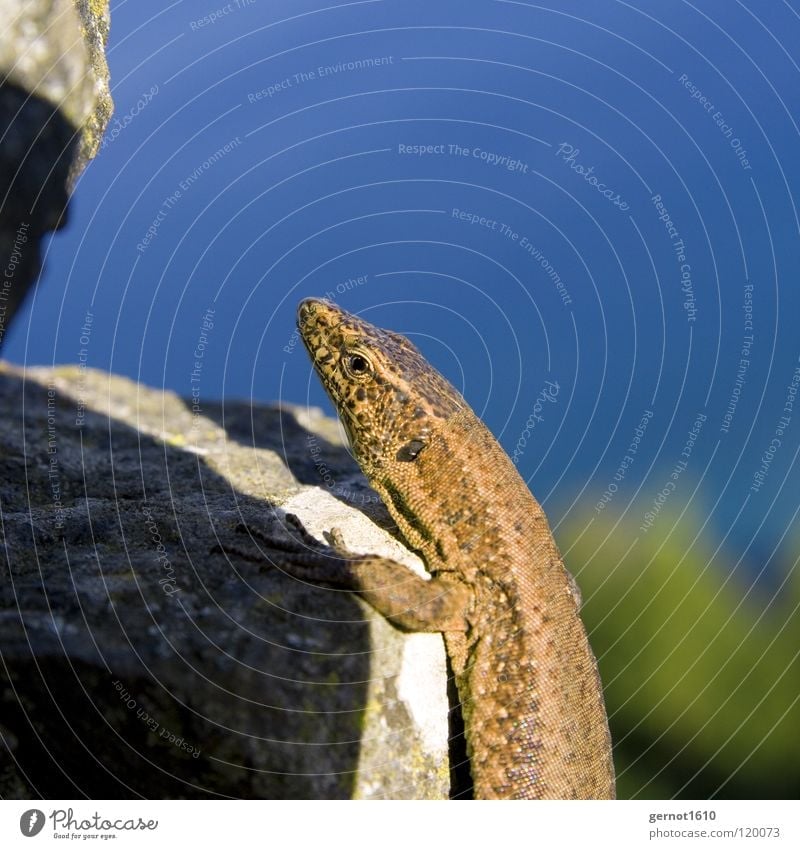 climbing mexe Saurians Lizards Brown Curiosity Reptiles Animal Shine on Light Celestial bodies and the universe Blue Stone Sky Climbing Sun Barn