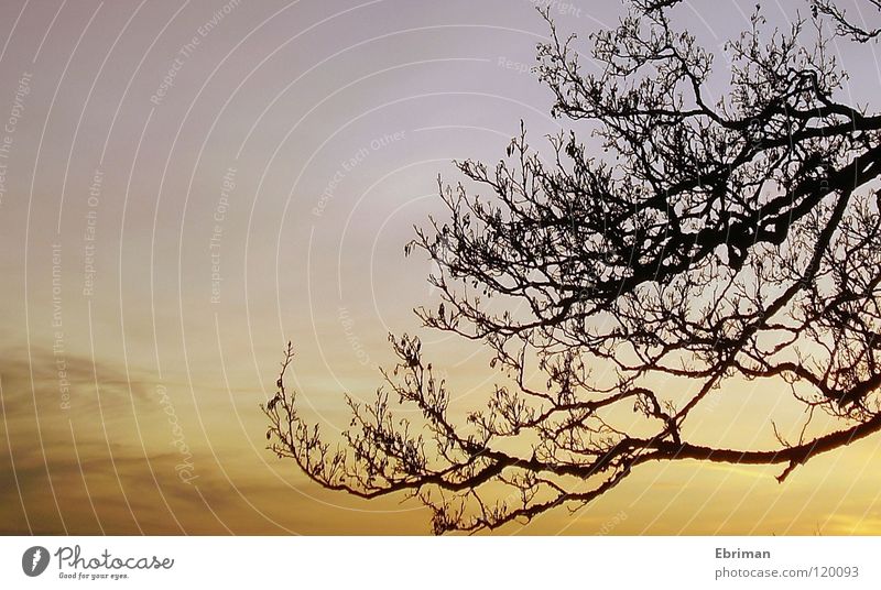 full-grown Tree Clouds Beige White Black Sunset Vail Moody Calm Sunrise Pastel tone Light Leafless Winter Branched Branchage Lake Sky Twig Blue Orange