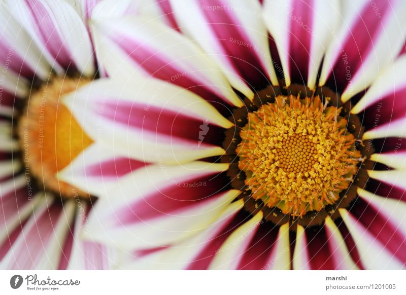 noonday gold Nature Plant Summer Climate Flower Blossom Moody Gazania Beautiful Blossoming Summery Shallow depth of field Blossom leave Colour photo