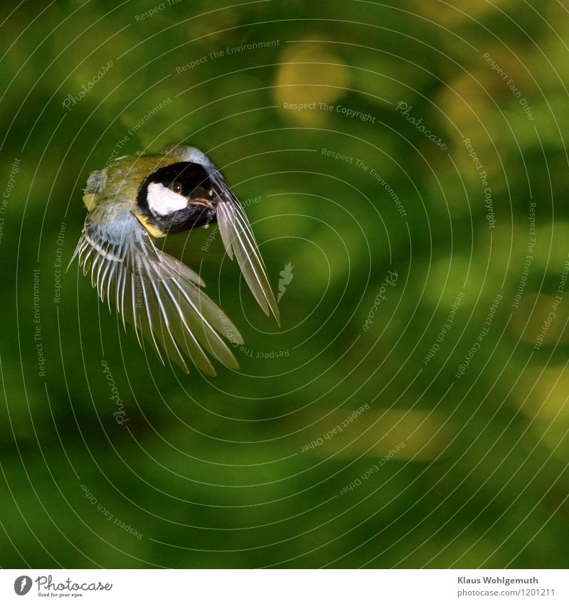 A great tit in flight against green background. Animal Wild animal Bird Animal face Grand piano Tit mouse 1 Flying Blue Yellow Green Black White Feather