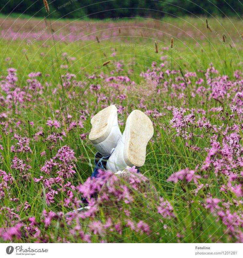 summer mood Environment Nature Landscape Plant Summer Beautiful weather Flower Grass Blossom Meadow Free Bright Natural Green Violet White Footwear Lie