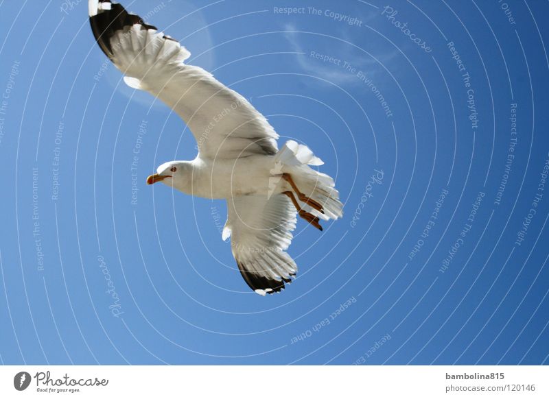 Seagull in Venice Bird Animal Air seagull Sky Flying