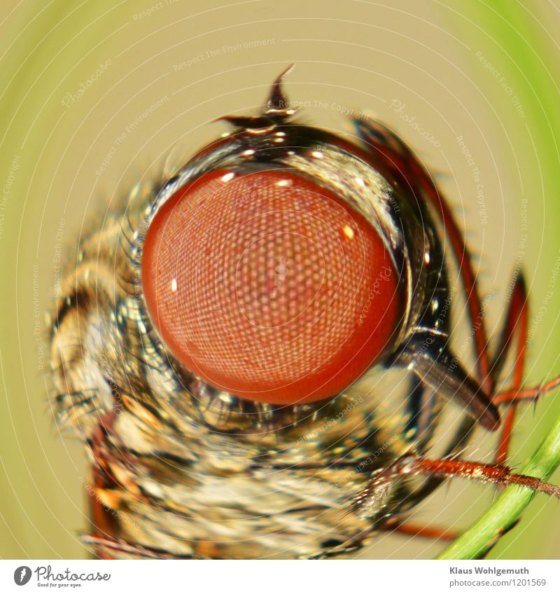 Distorted macro of a robber fly, Environment Nature Animal Spring Summer Field Forest Fly Animal face 1 Observe Looking Sit Brown Green Black Colour photo