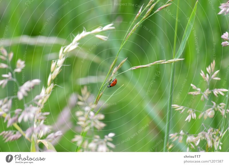 and down again ... Nature Landscape Animal Wild animal Beetle 1 Movement Hang Crawl Ladybird Colour photo Exterior shot Close-up Day Sunlight