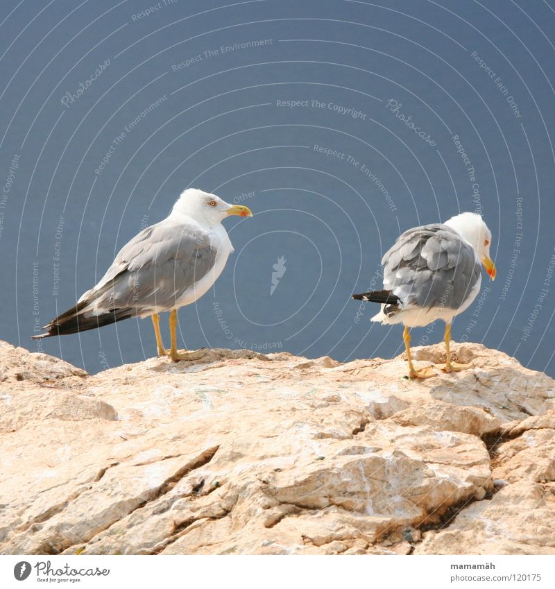 I'm taking off! Part 2 Seagull Lake Ocean Stand Beak Boredom Bird Stone Rock Feather Feet Sky Mountain keep an eye out