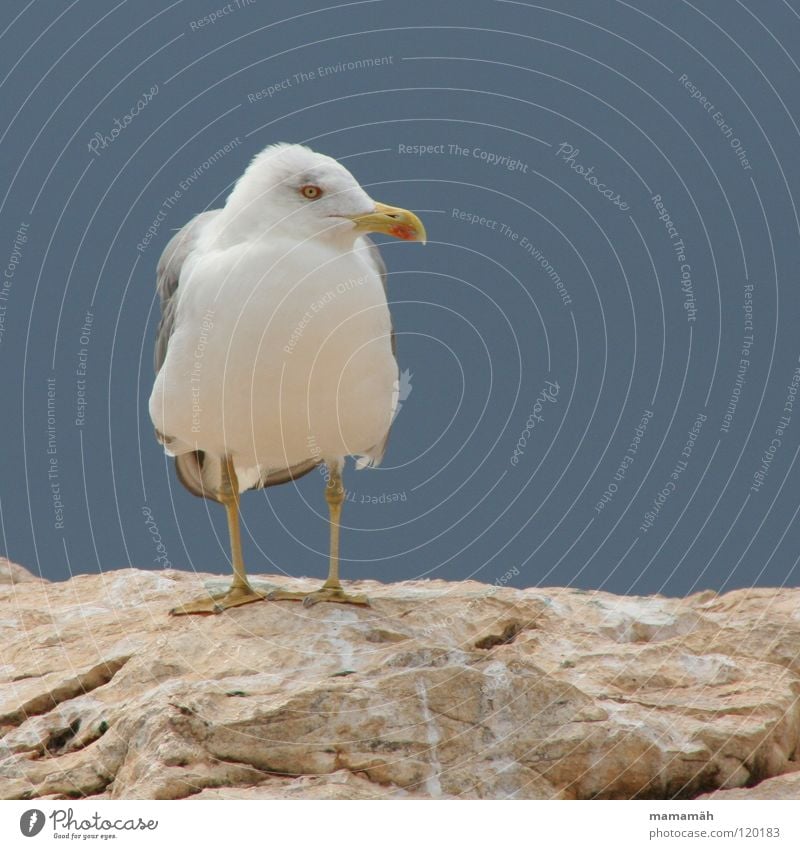 Sitting Seagull Ocean Lake Beak Feather Loneliness Bird Wing Stone Rock Feet Mountain Eyes