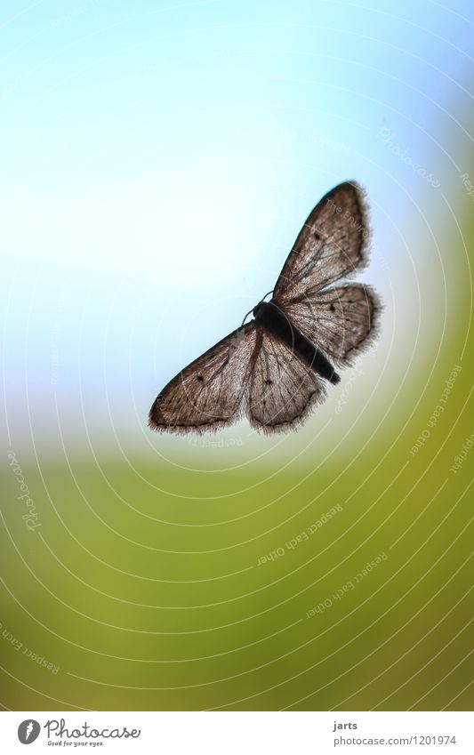 (Borders)los Nature Sky Cloudless sky Window Wild animal Butterfly Wing 1 Animal Flying Sit Natural Hope Wanderlust Moth Pane Colour photo Multicoloured