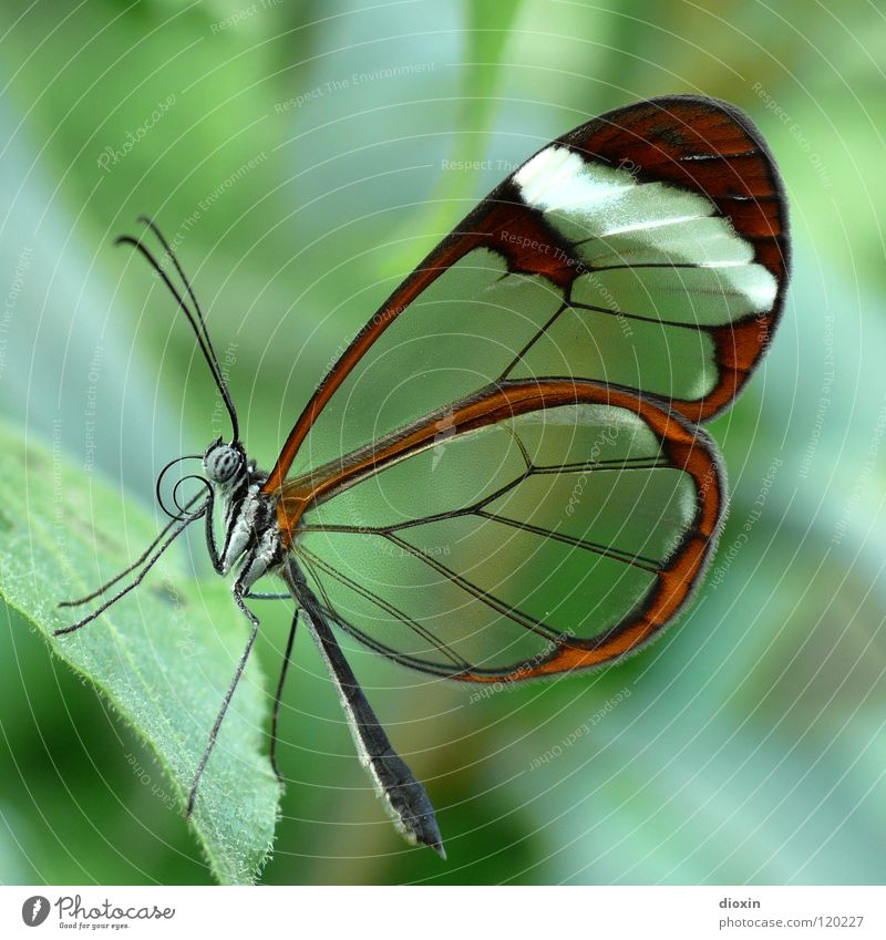 smooth** Beautiful Life Nature Animal Butterfly Wing Flying Crawl Green Ease Insect Membrane Feeler Hexapod Flying insect Chitin Compound eye Delicate Fragile