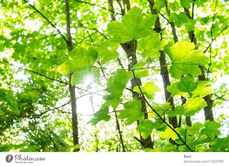 green Nature Sun Spring Summer Plant Tree Leaf Wild plant Leaf canopy Forest Green Bright Back-light Warmth Shadow Brilliant Colour photo Subdued colour