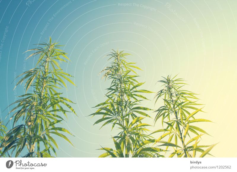 Cannabis plants in the open field from the frog's perspective Hemp Agricultural crop Alternative medicine Sky Summer Beautiful weather Plant Hot Tall