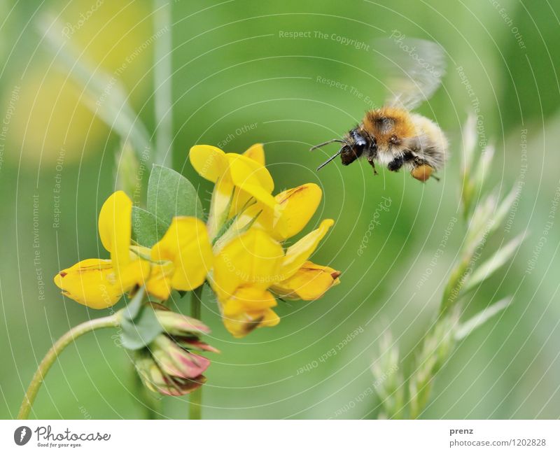 fly more beautifully Environment Nature Plant Animal Spring Summer Beautiful weather Flower Blossom Garden Park Wild animal Bee 1 Yellow Green Flying Floating