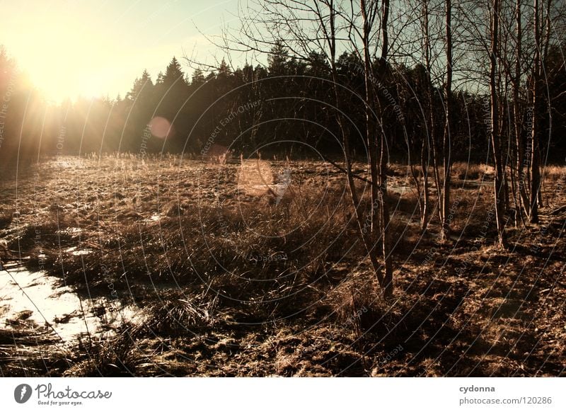 In backlight Winter Loneliness Calm Moody Longing Tree Forest Fir tree Spruce Thought Experience Seasons Dark Edge of the forest Mysterious Sunset Light