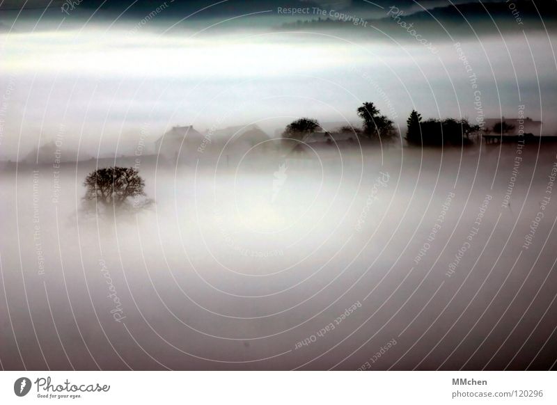 fog Fog Village Tree Bushes Fog bank Dark Black White Morning fog Vista Dew Hoar frost Cold Gloomy Bad weather Country life Weather Mystic Eifel Winter Sky